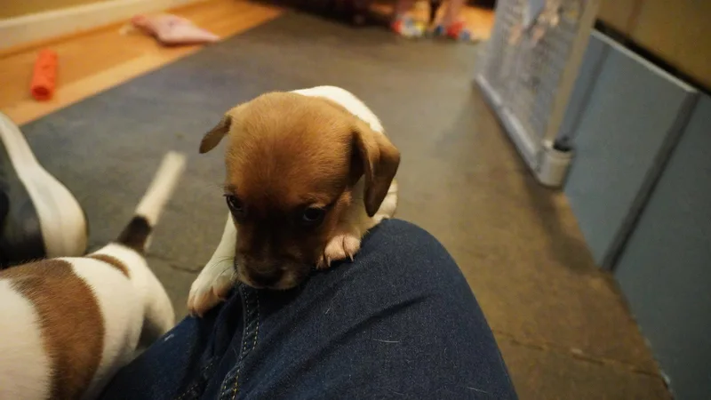 A baby medium-sized female Beagle dog named Juniper for adoption in Herndon, VA