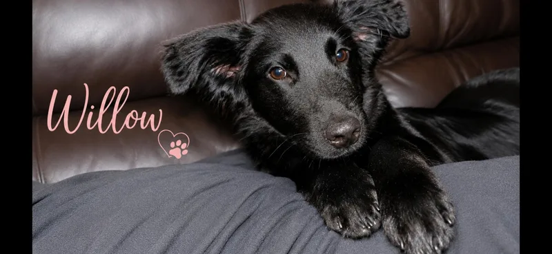 A baby medium-sized female Border Collie dog named Willow for adoption in Aurora, IL