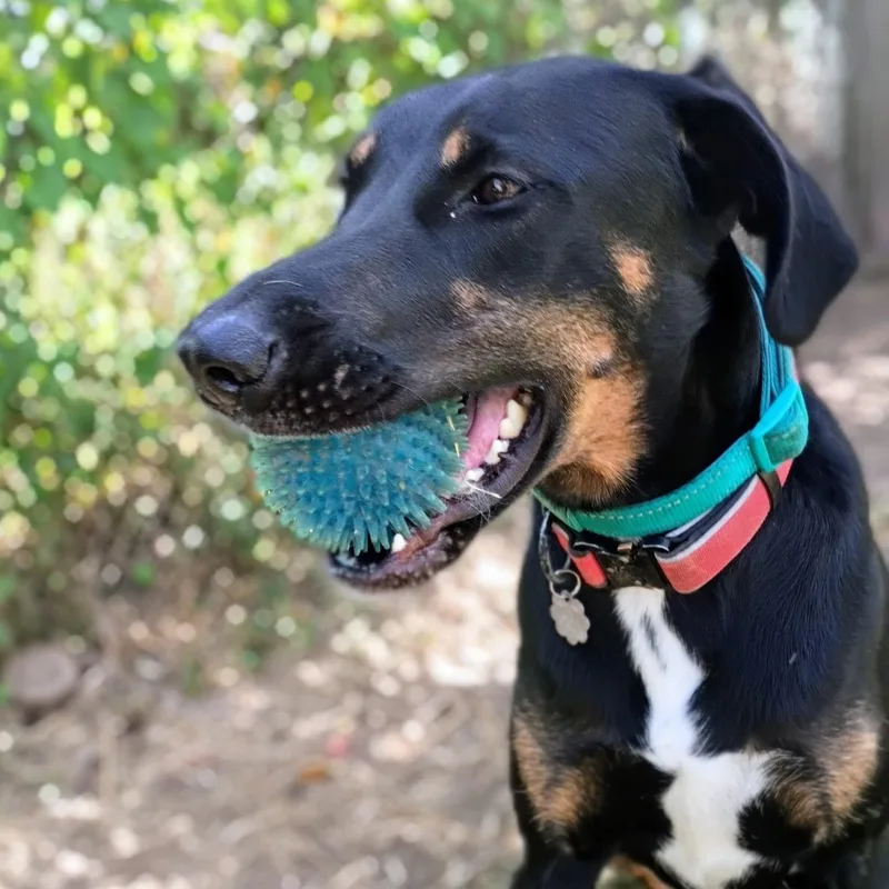 An adult medium-sized female Doberman Pinscher dog named AMBER — Your Daily for adoption in Houston, TX