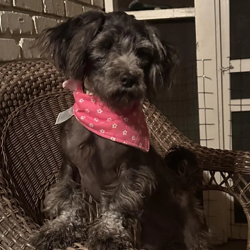 A young small-sized female Black Chinese Crested Dog dog named Bella for adoption in Baton Rouge, LA
