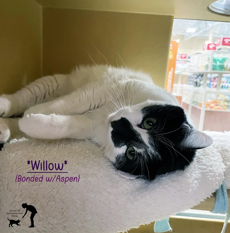 An adult large-sized female Domestic Short Hair cat named Willow for adoption in Centerville, UT