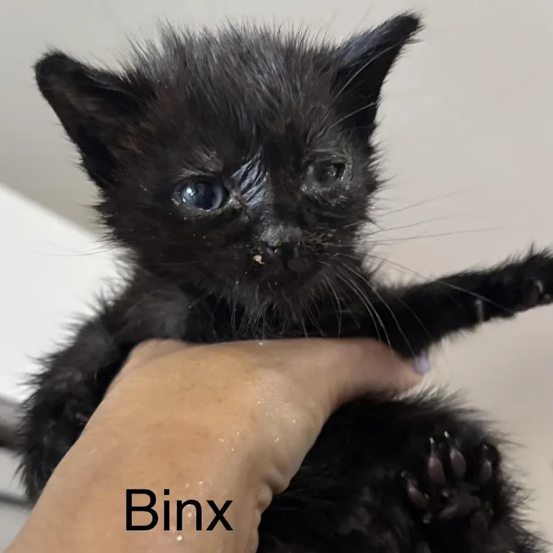 A baby small-sized female Black Domestic Short Hair cat named Binx for adoption in League City, TX