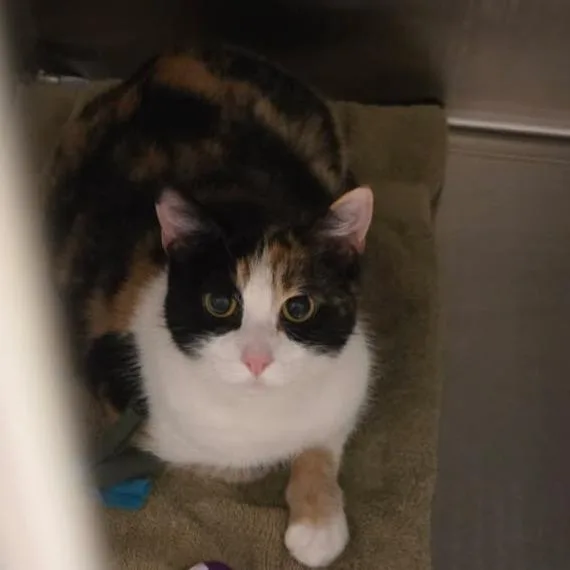 A young large-sized female White Domestic Short Hair cat named Calia for adoption in Hamburg, NY