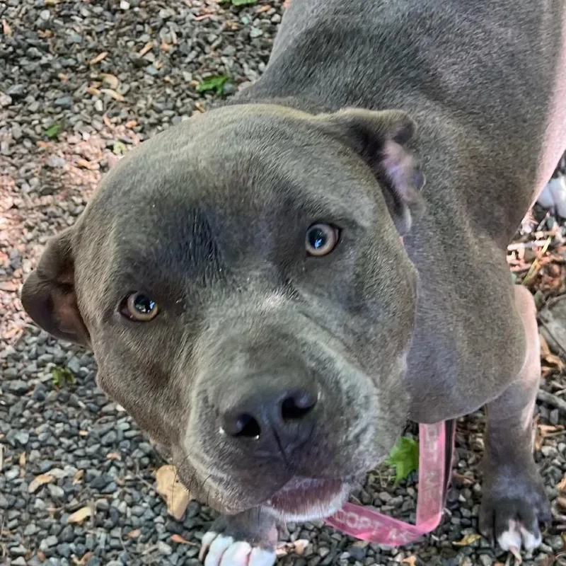 An adult medium-sized female Gray / Blue / Silver Mixed Breed dog named Stella for adoption in Greensboro, NC