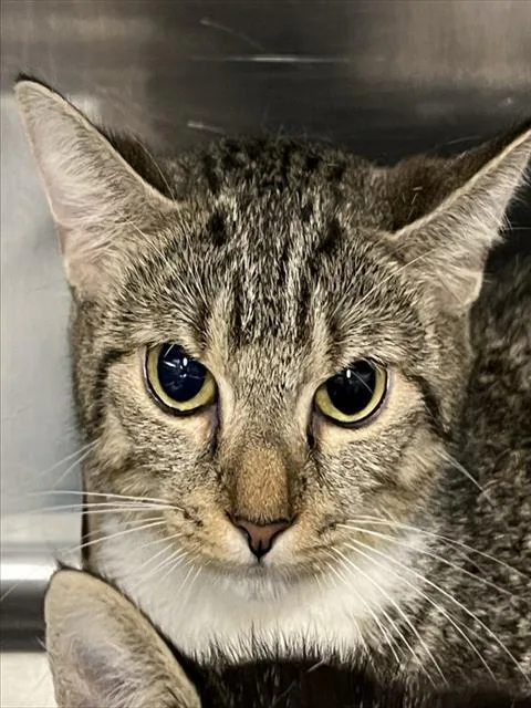 An adult medium-sized female Domestic Short Hair cat named Th Century for adoption in Tavares, FL