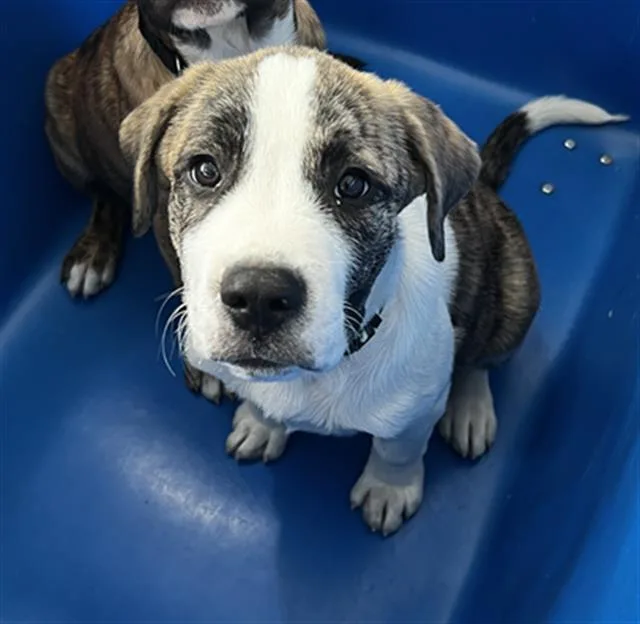 A baby large-sized male Mixed Breed dog named Copper for adoption in Dallas, TX