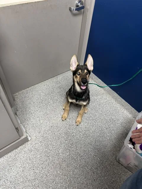 A baby small-sized male German Shepherd Dog dog named Alfie for adoption in Pasadena, TX