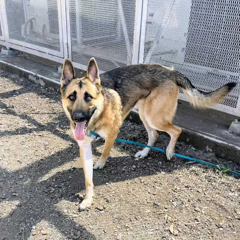 A young large-sized male German Shepherd Dog dog named Emil for adoption in Oakland, CA