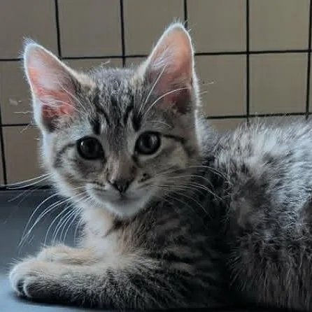 A baby medium-sized female Brown / Chocolate Domestic Short Hair cat named Sunflower Armbrust for adoption in Eagle Mountain, UT