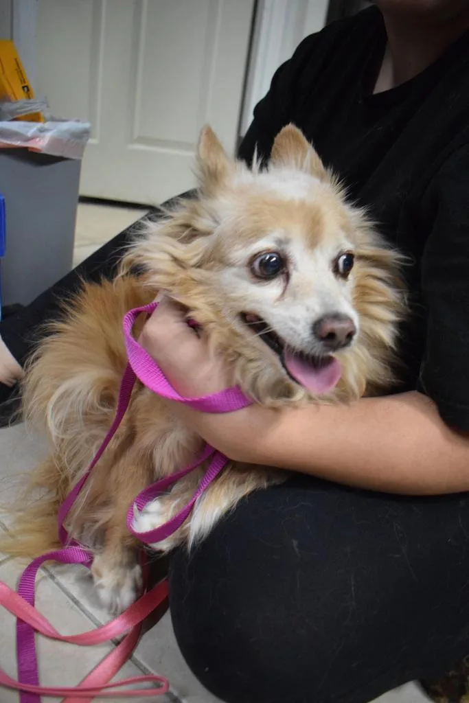 A senior medium-sized female Chihuahua dog named Mia for adoption in Pahrump, NV