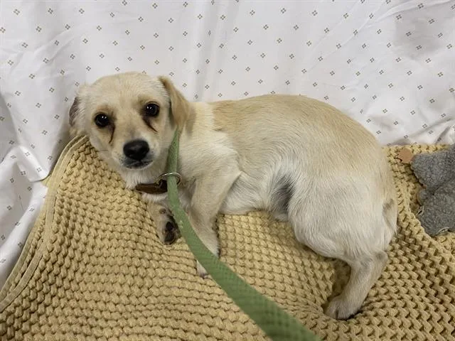 An adult small-sized male Chihuahua dog named A for adoption in Modesto, CA