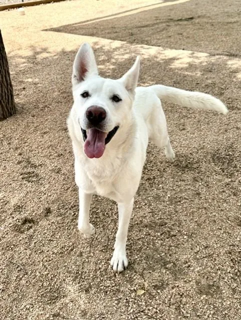 A young medium-sized female White / Cream Shepherd dog named Emma for adoption in Comfort, TX