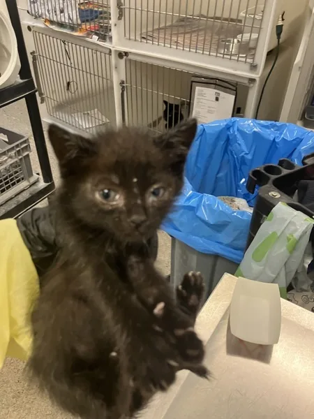 A baby medium-sized male Domestic Medium Hair cat named Croissant for adoption in Napa, CA