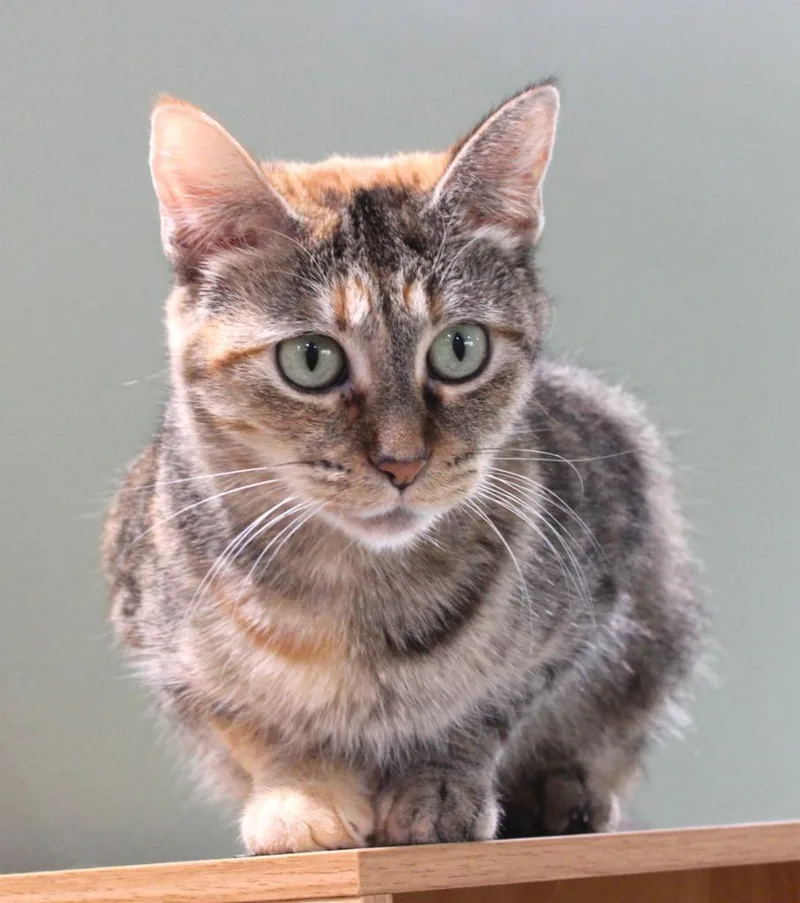 An adult medium-sized female Domestic Short Hair cat named Foxy for adoption in Minneapolis, MN