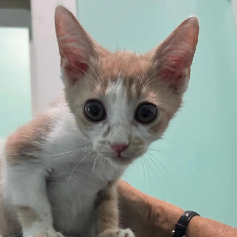 A baby small-sized male Buff / Tan / Fawn Domestic Short Hair cat named Hummus for adoption in Marion, VA