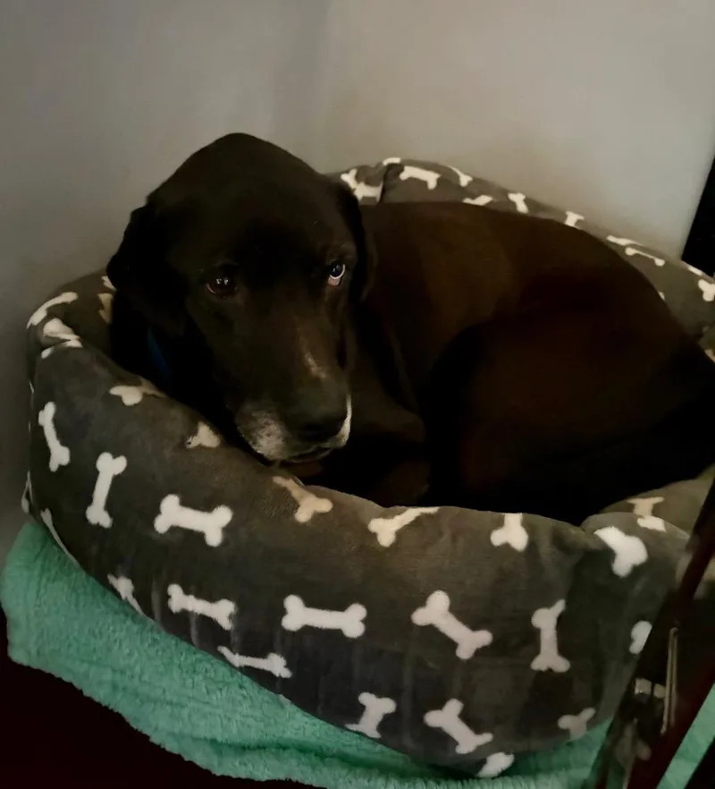 A senior large-sized male Labrador Retriever dog named Leo for adoption in Douglasville, GA