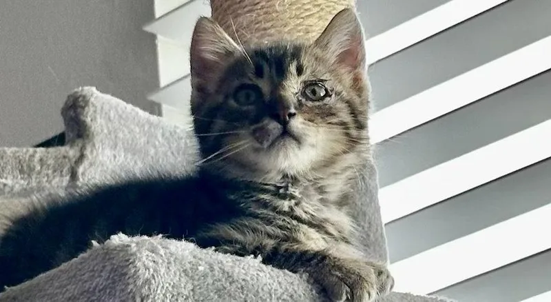 A young small-sized male Tabby cat named Miso for adoption in Cypress, TX