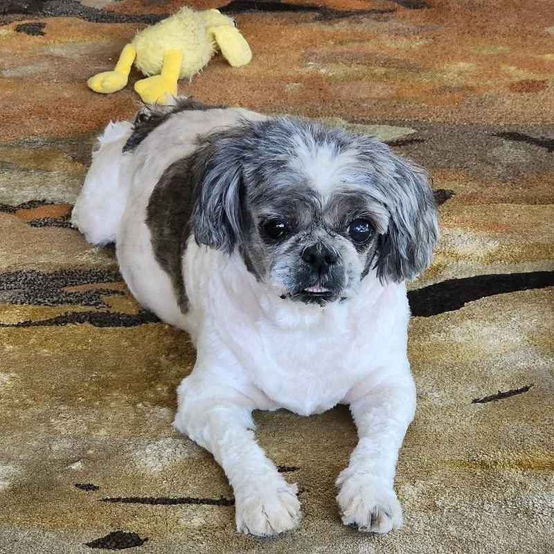 A senior small-sized female Harlequin Shih Tzu dog named Bella for adoption in Eustis, FL
