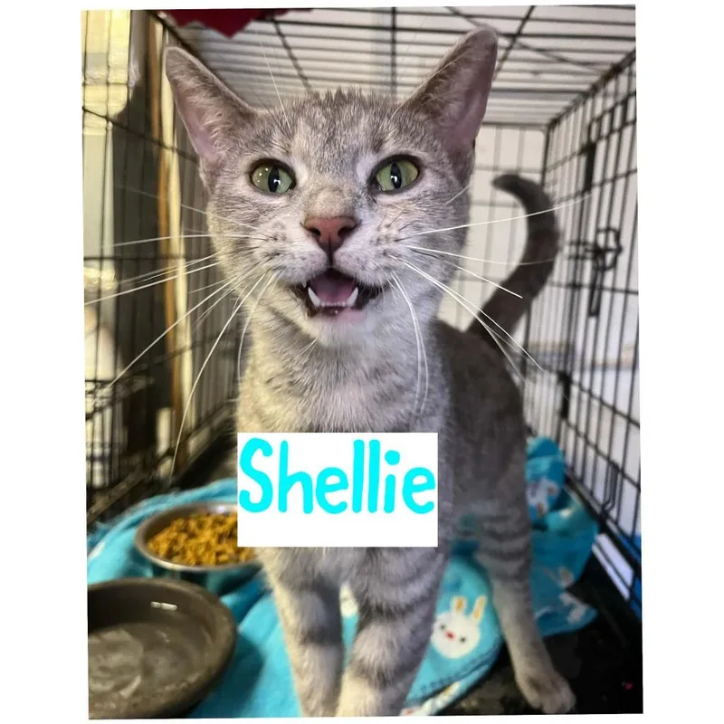 A young medium-sized female Domestic Short Hair cat named Shellie for adoption in Princeton, IN