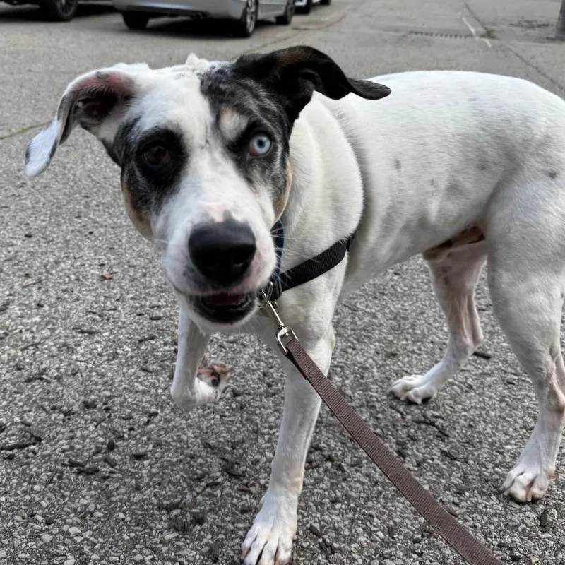 A senior medium-sized male White / Cream Mixed Breed dog named Boots for adoption in Pittsburgh, PA