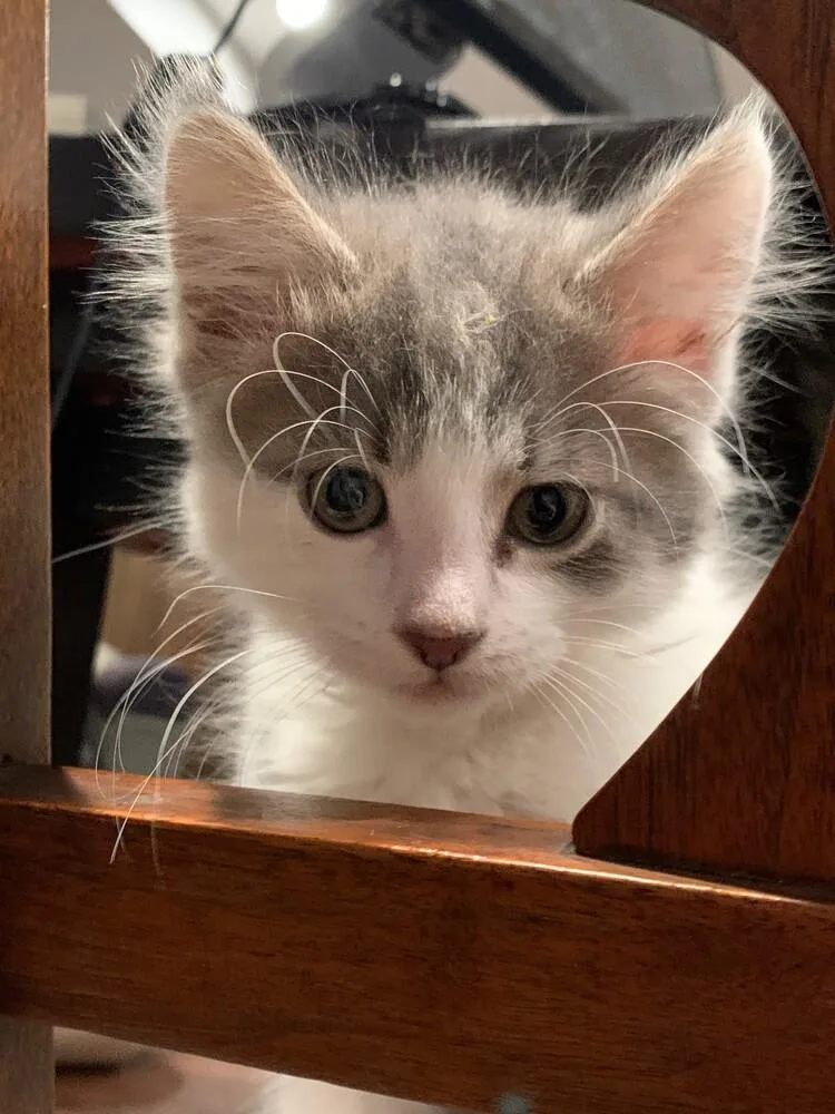 A baby small-sized female Tabby (Brown / Chocolate) Domestic Short Hair cat named Maureen for adoption in Anoka, MN