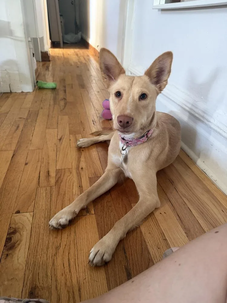 An adult medium-sized female Yellow / Tan / Blond / Fawn Terrier dog named Aubrey for adoption in Manhattan, NY