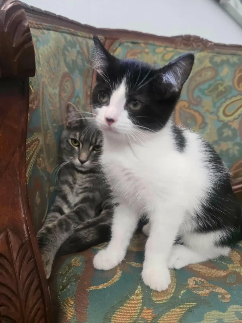 A young medium-sized female Domestic Short Hair cat named Elara for adoption in Las Vegas, NV