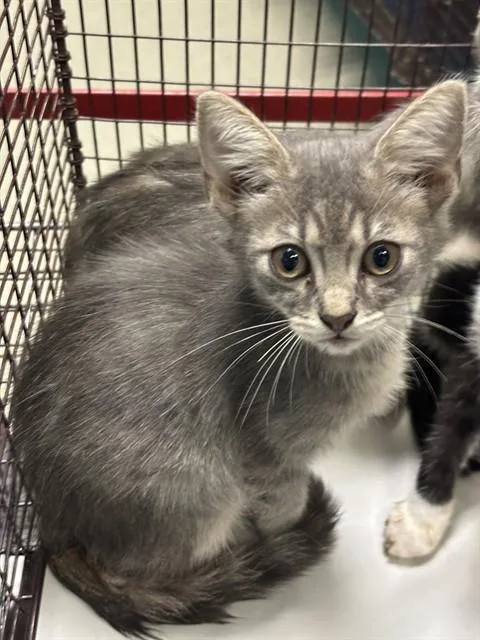 A baby small-sized female Domestic Short Hair cat named Dory for adoption in Miami, FL