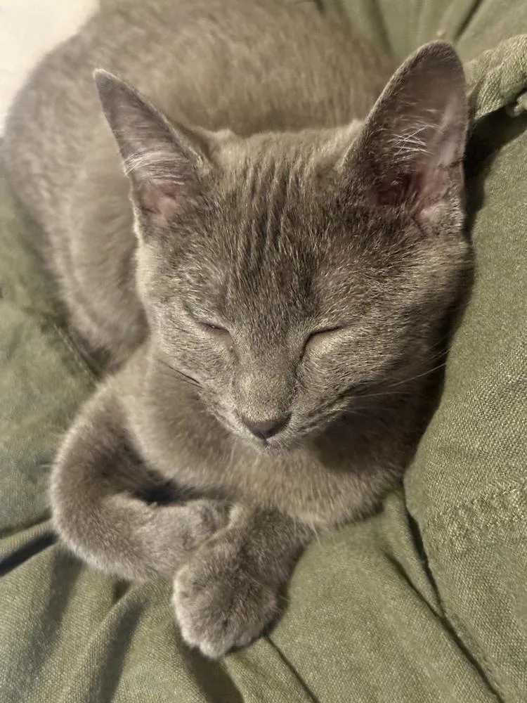 Nova