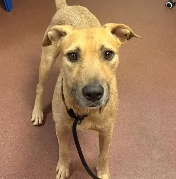 An adult extra large-sized male Hound dog named Keanu for adoption in Dublin, CA