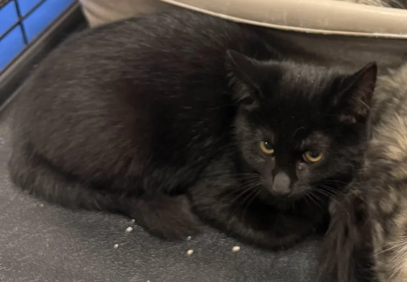 A baby medium-sized female Domestic Short Hair cat named Sassy for adoption in Zimmerman, MN