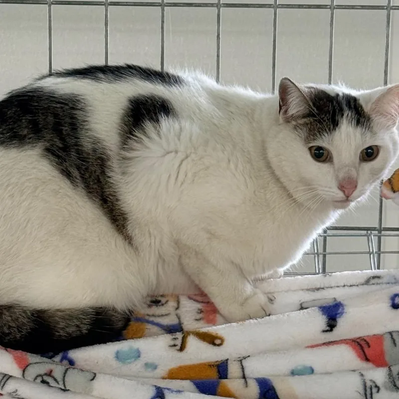 An adult medium-sized female Brown / Chocolate Domestic Short Hair cat named Snowey for adoption in East Smithfield , PA