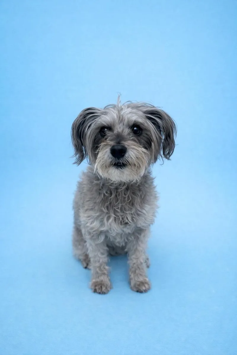 Earl Grey thumbnail 3