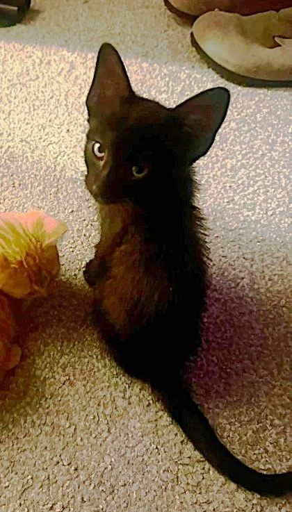 A baby small-sized male Brown / Chocolate Domestic Short Hair cat named Spider Man for adoption in Kansas City, MO