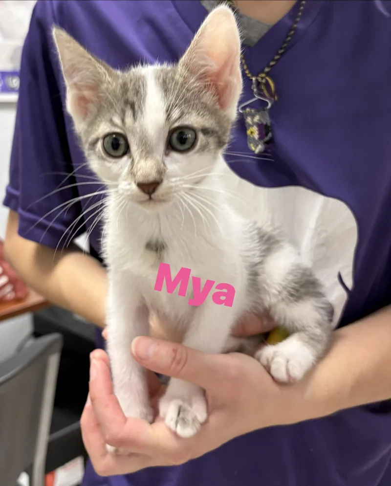 A baby small-sized female Domestic Medium Hair cat named Mya for adoption in North Arlington, NJ