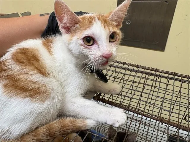 A baby small-sized male Domestic Short Hair cat named Barber for adoption in Tustin, CA