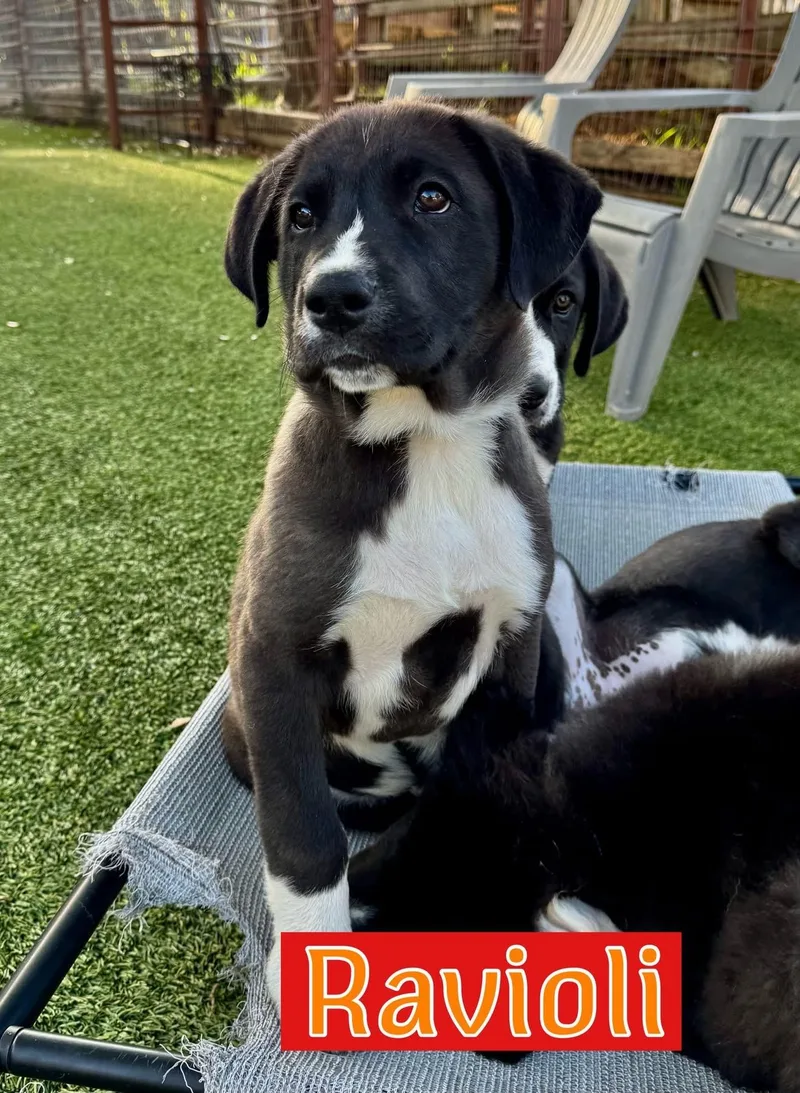 A baby large-sized male Labrador Retriever dog named Ravioli for adoption in Southlake, TX