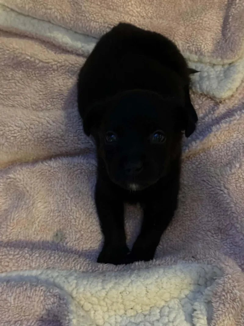 A baby large-sized male Black Rottweiler dog named Bronco for adoption in Indianapolis, IN
