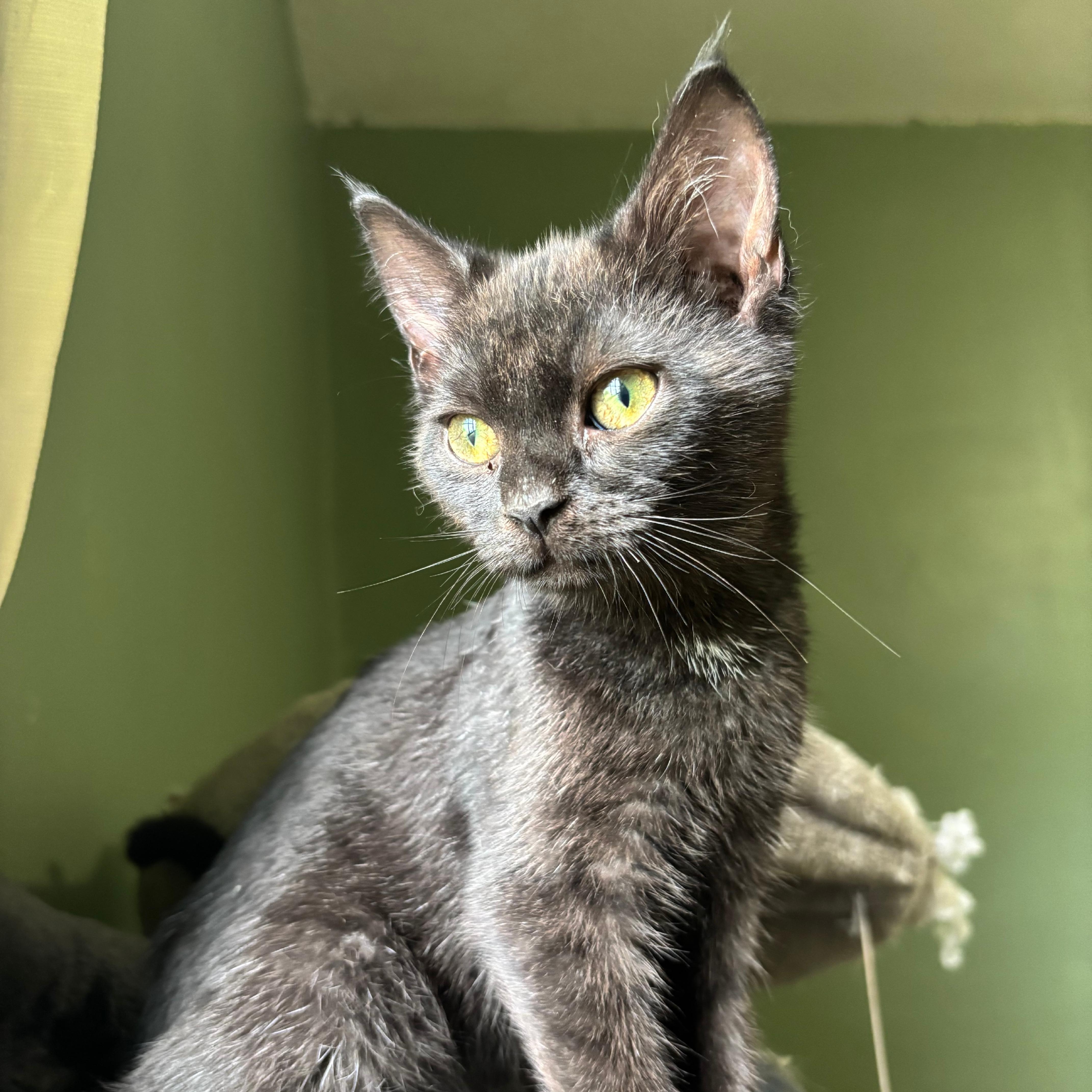 A baby small-sized female Black Domestic Short Hair cat named Gecko for adoption in Richmond, VA