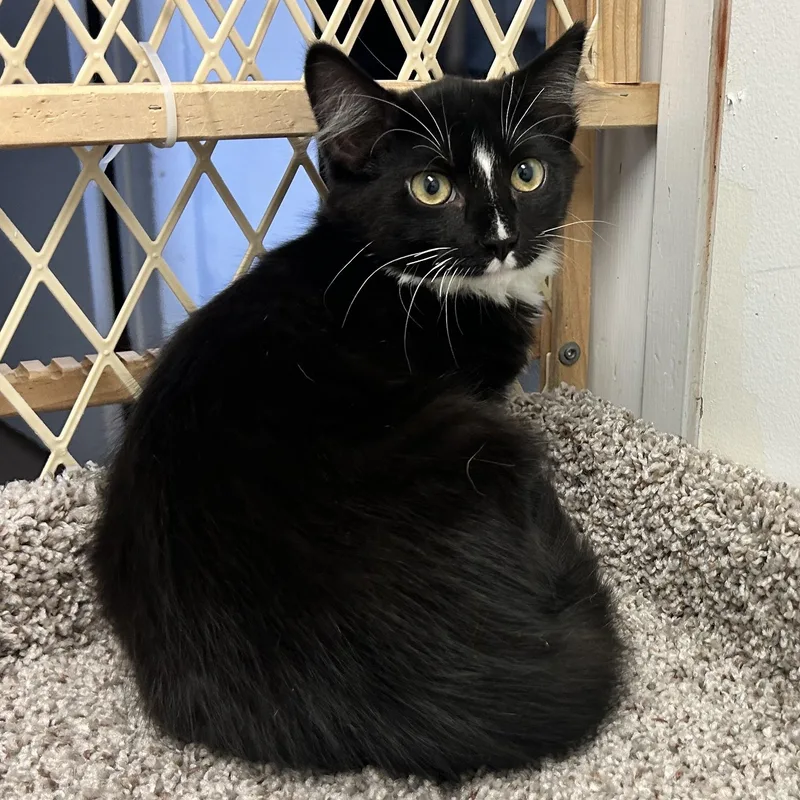Sylvester