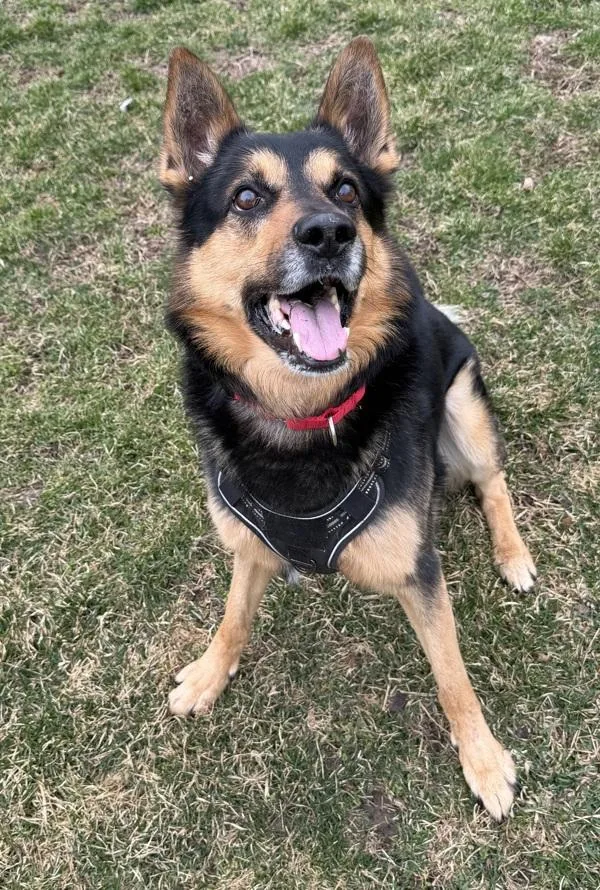 An adult medium-sized male German Shepherd Dog dog named King for adoption in Stratham, NH