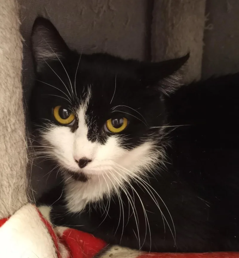 A young medium-sized female Domestic Short Hair cat named Isis for adoption in Hamilton, OH