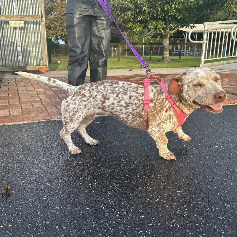 An adult medium-sized female White / Cream Mixed Breed dog named Short Cake for adoption in Lake Panasoffkee, FL
