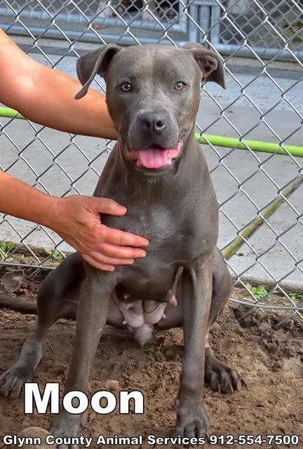 An adult medium-sized female Pit Bull Terrier dog named Moon for adoption in Brunswick, GA
