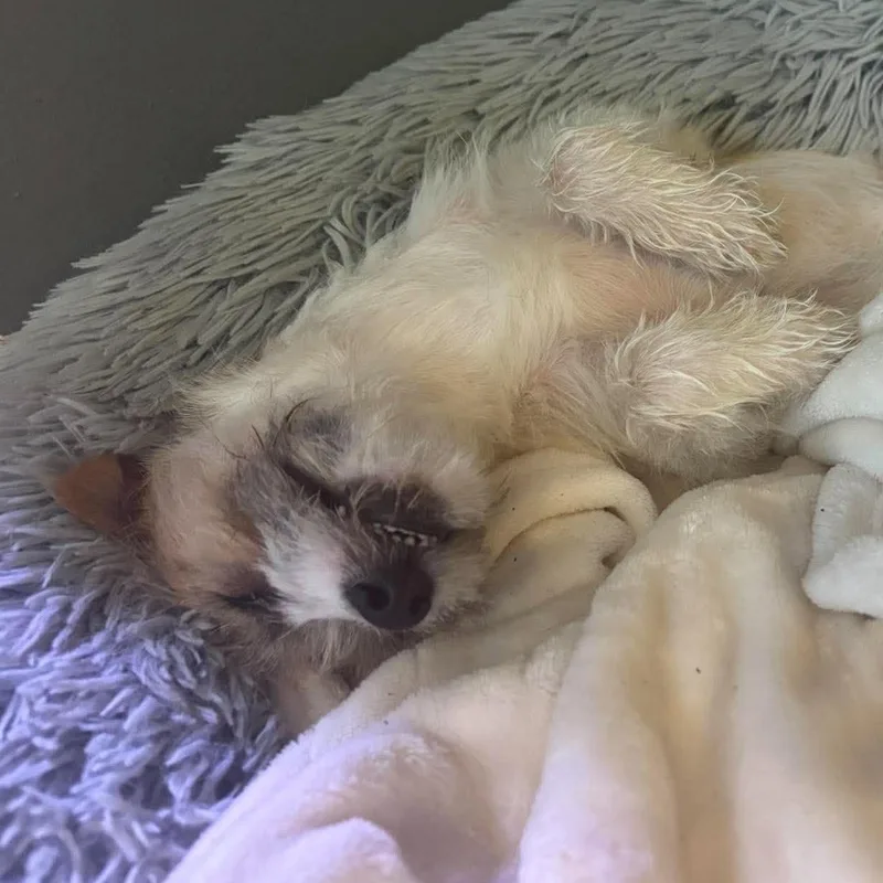 A baby small-sized female Jack Russell Terrier dog named Jill for adoption in Rochester, NY
