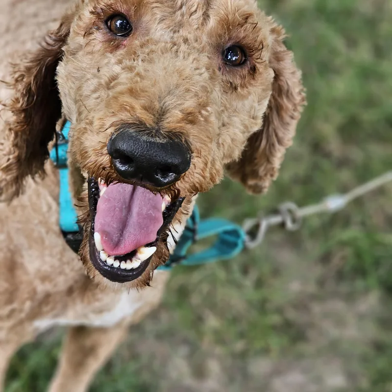 An adult medium-sized male Apricot / Beige Goldendoodle dog named Milo so il for adoption in O Fallon, IL