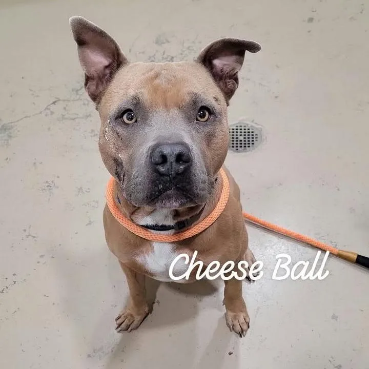 An adult medium-sized male Yellow / Tan / Blond / Fawn Mixed Breed dog named Cheese Ball for adoption in Buchanan Dam, TX