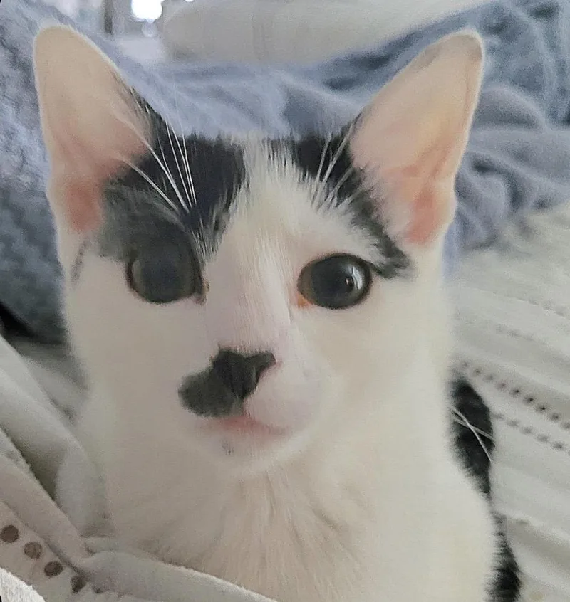 A baby medium-sized male Black & White / Tuxedo Domestic Short Hair cat named Mustachio for adoption in Murfreesboro, TN