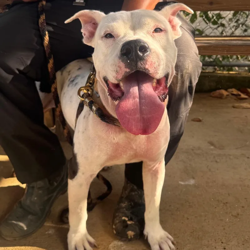 An adult medium-sized male Mixed Breed dog named Solido for adoption in Vieques, PR