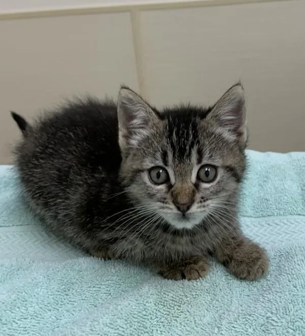 A baby small-sized female Domestic Short Hair cat named Zelda for adoption in Santa Rosa, CA